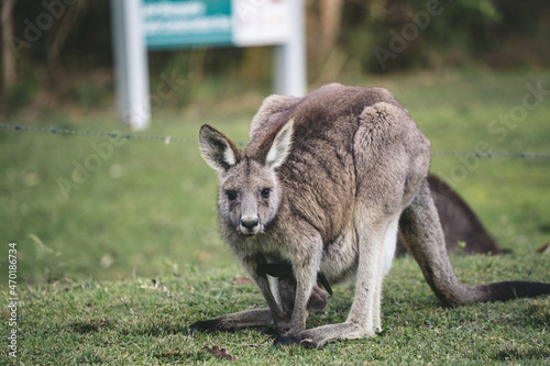 Kangaroo