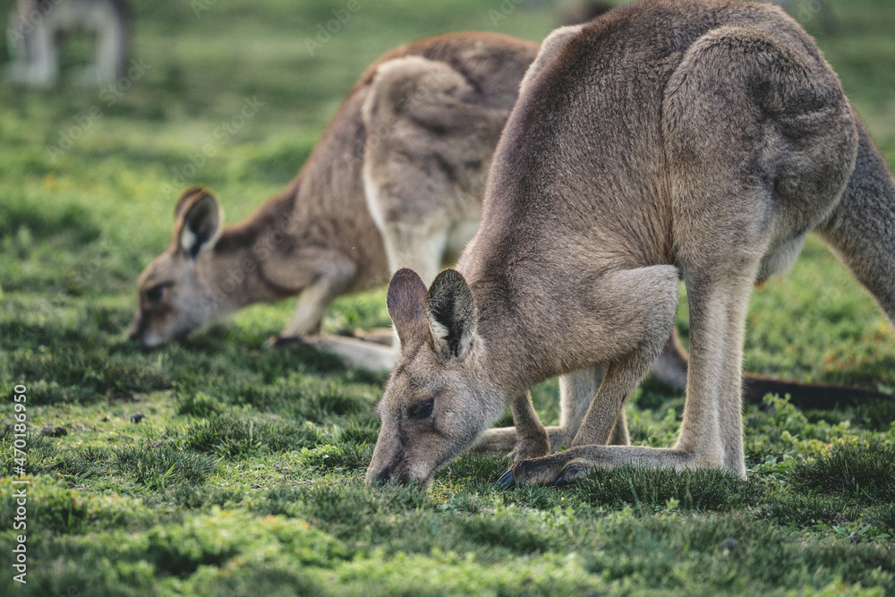 Kangaroo Kangaroo