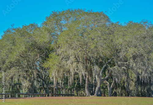 Live Oak with Spanish Moss growing on them in Reed Bingham State Park in Adel, Colquitt County, Georgia photo