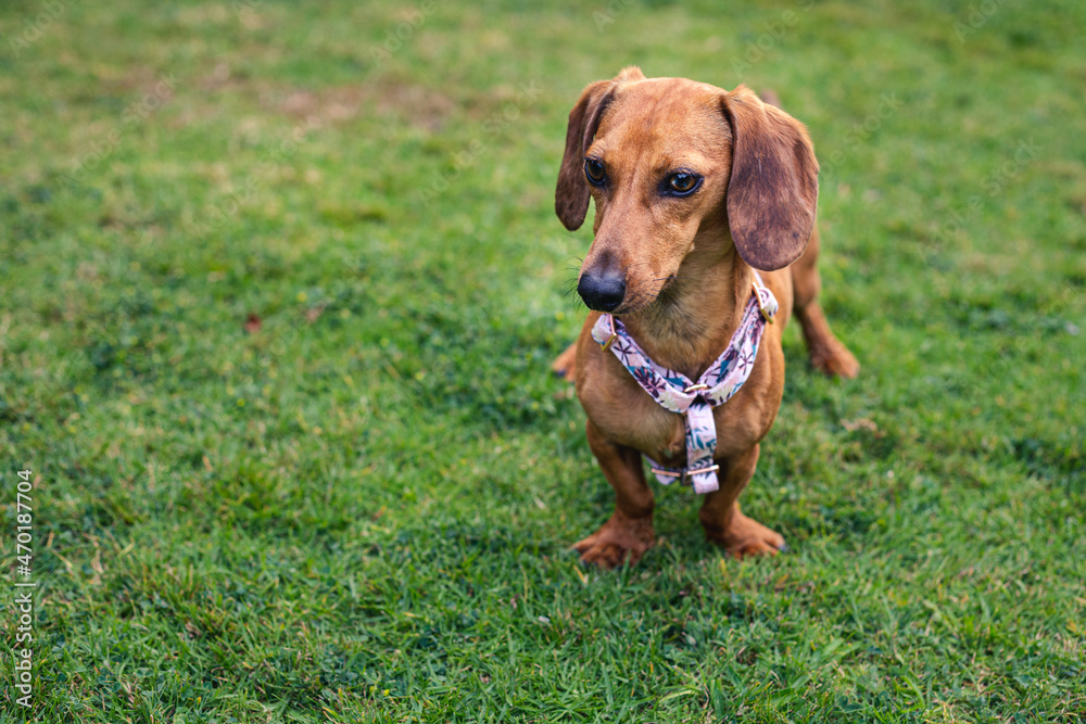 perro salchicha en el pasto