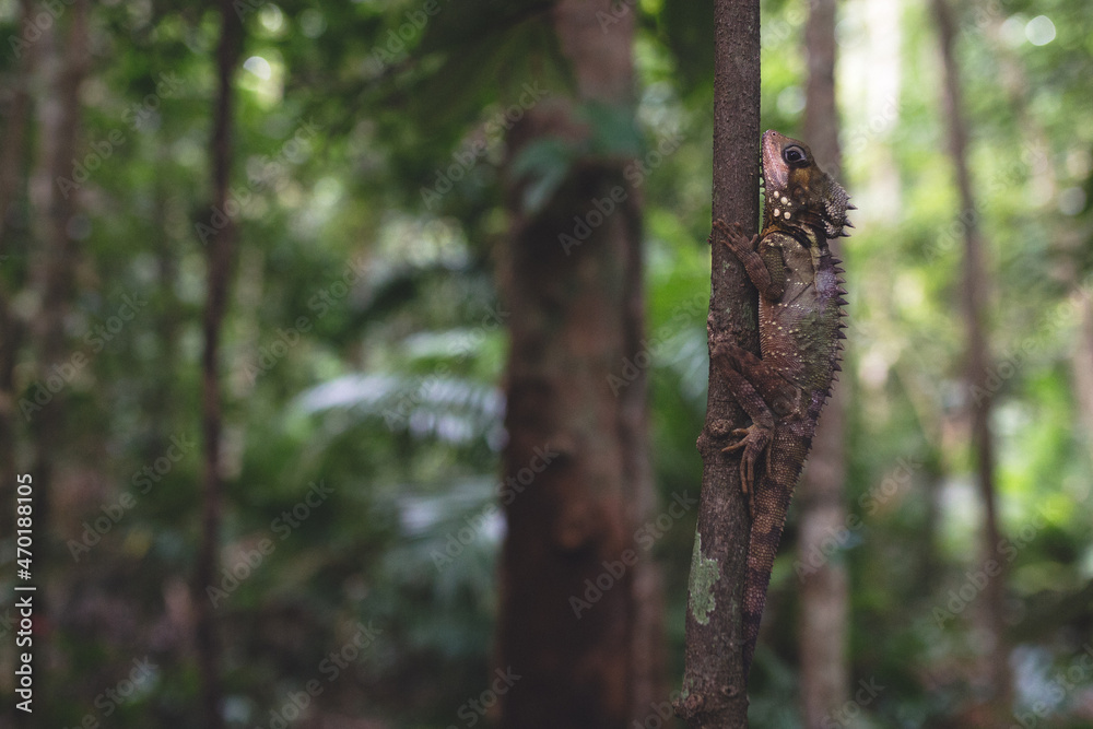 Boyd forest dragon, dragón del bosque, australia, daintree Boyd forest dragon, dragón del bosque, australia, daintree