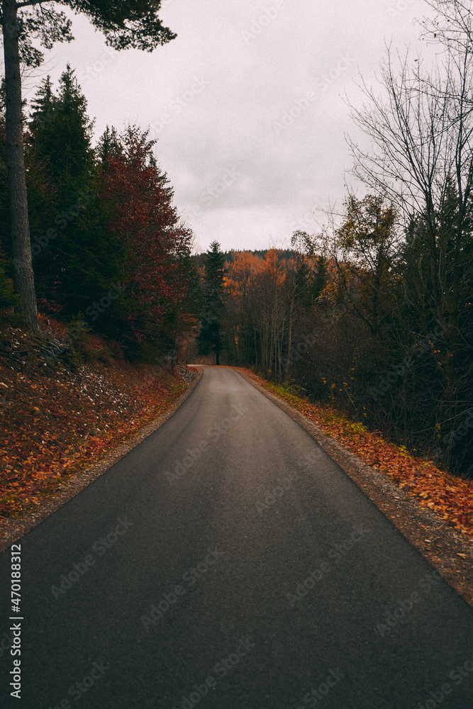 Fototapeta premium Beautiful autumn forest, leaves are falling. Autumn mountains in Austria.