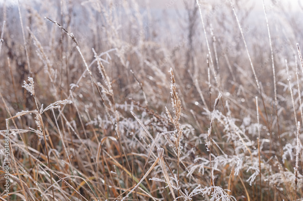 landscape on dry grass lies frost in autumn. High quality photo landscape on dry grass lies frost in autumn. High quality photo