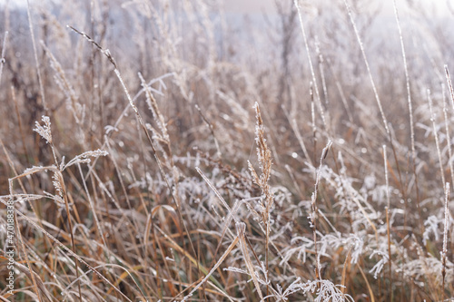 landscape on dry grass lies frost in autumn. High quality photo