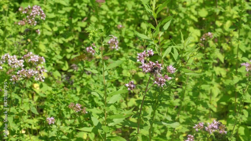 Honey bee feeds on purple plant and flies away. Shallow depth of field. Honey bee feeds on purple plant and flies away. Shallow depth of field.