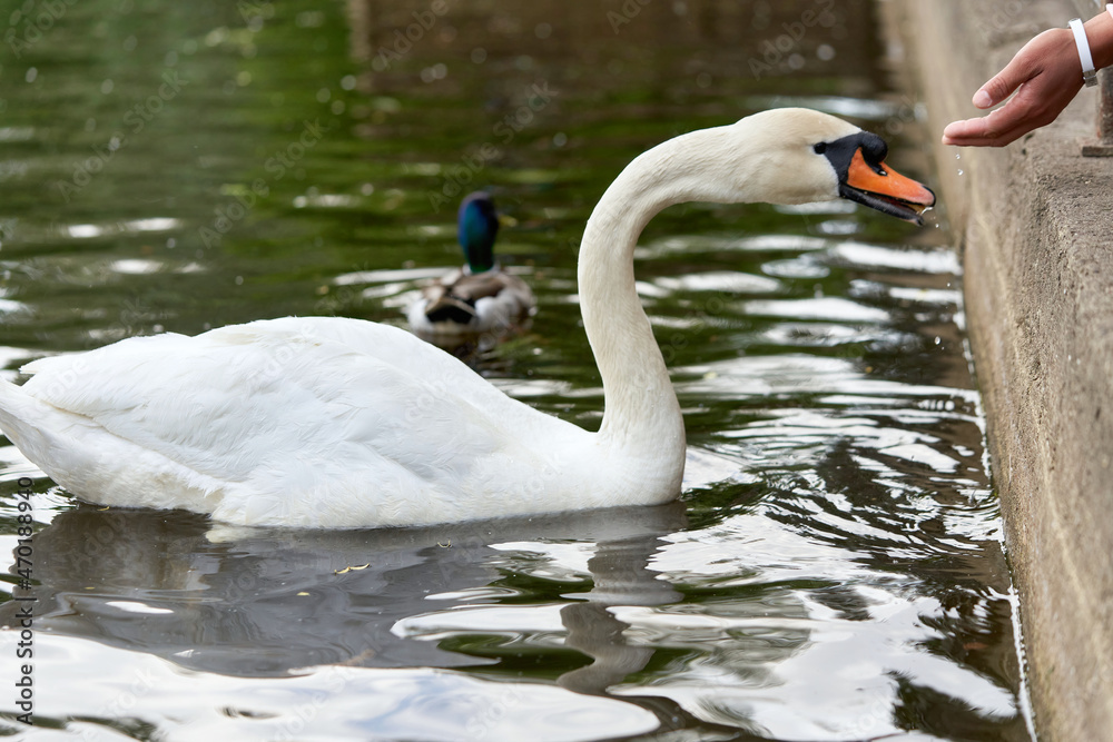 Obraz premium White swan with a long neck and a red beak eats food from hands