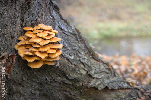 Wild enokitake or golden needle mushroom (Flammulina velutipes) on a tree bark