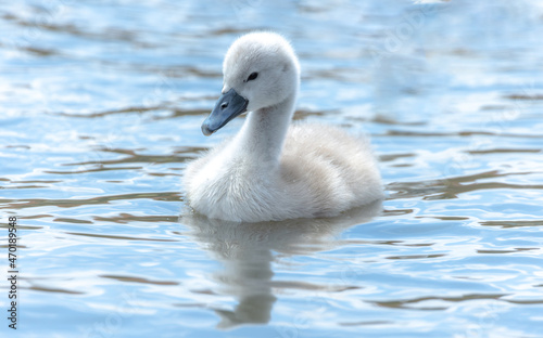 Cygnet