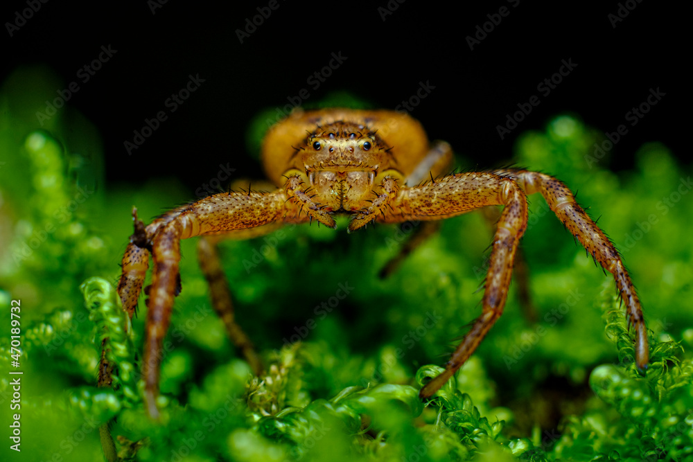 Running Crab Spider Macro Running Crab Spider Macro