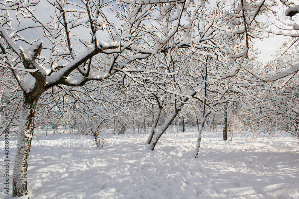 snow covered trees into city park after winter storm snow covered trees into city park after winter storm