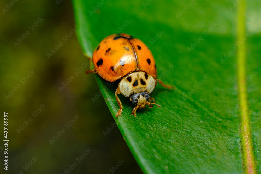 Fototapeta premium Invasive Species Asian Ladybeetle