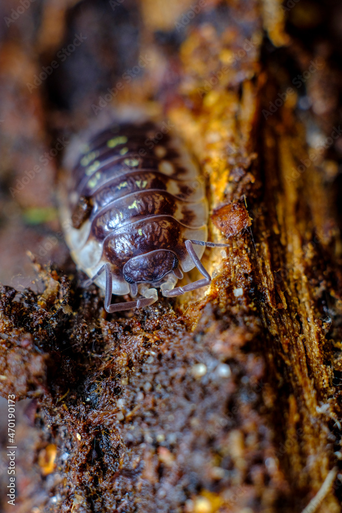Pill Bug Armadillidiidae Pill Bug Armadillidiidae