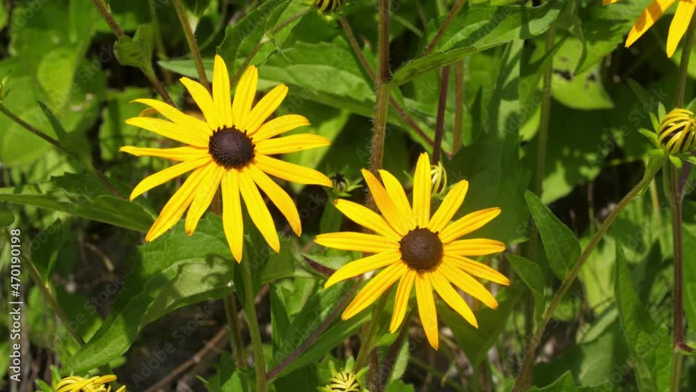 Pair of beautiful black-eyed Susans. Two yellow flowers in the garden. Pair of beautiful black-eyed Susans. Two yellow flowers in the garden.