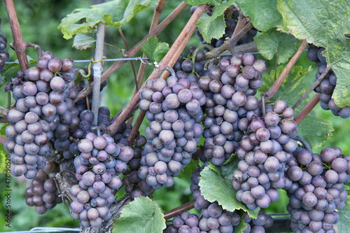 In Deutschland und Österreich wird diese Weinsorte Grauburgunder,  als Pinot gris  in Frankreich, Australien und Luxemburg und in Italien als Pinot grigio, im Wallis als Malvoi bezeichnet.  photo