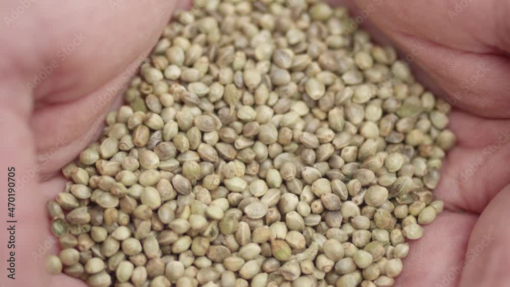 Close up on hemp seeds in farmers hands Close up on hemp seeds in farmers hands