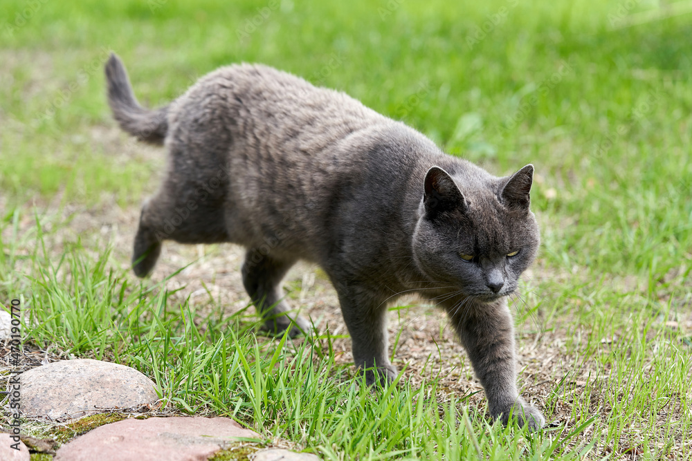 Naklejka premium A gray cat walks on green grass on a summer day
