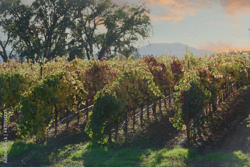 autumn vineyard with rows of vines at dusk