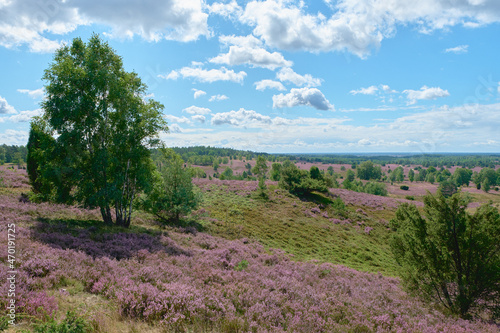 Obraz na płótnie Blooming heathland flowers in a autumn day at luneburg heath w salonie