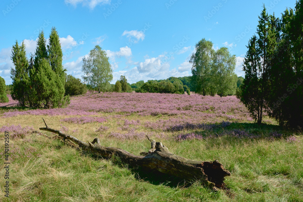 Blooming heathland flowers in a autumn day at luneburg heath