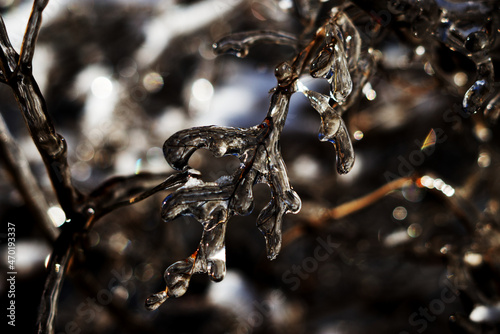 Frozen branch - covered in ice - macro photography