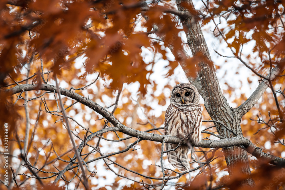 Barred Owl in the Autumn Barred Owl in the Autumn