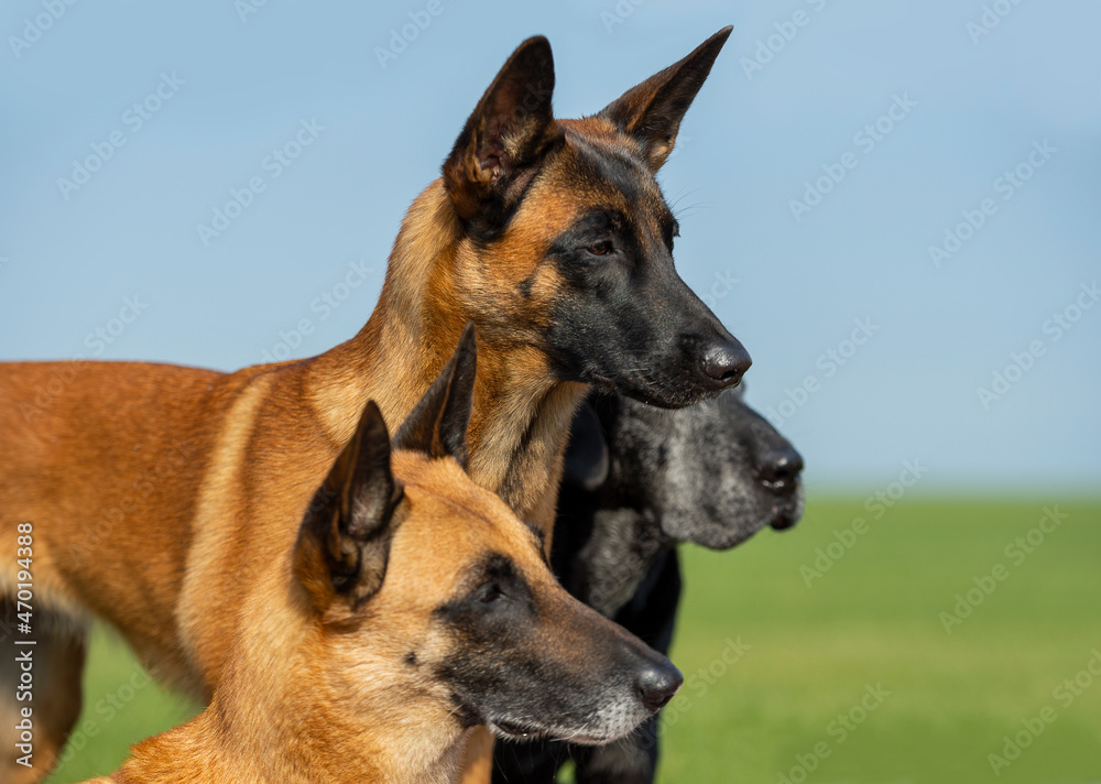 Young belgian shepherd malinois, adult belgian shepherd malinois and senior black labrador Young belgian shepherd malinois, adult belgian shepherd malinois and senior black labrador