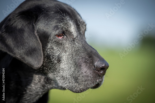 black labrador retriever