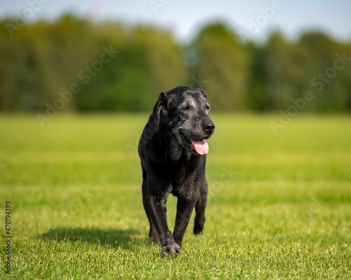 Senior black labrador retriever is running