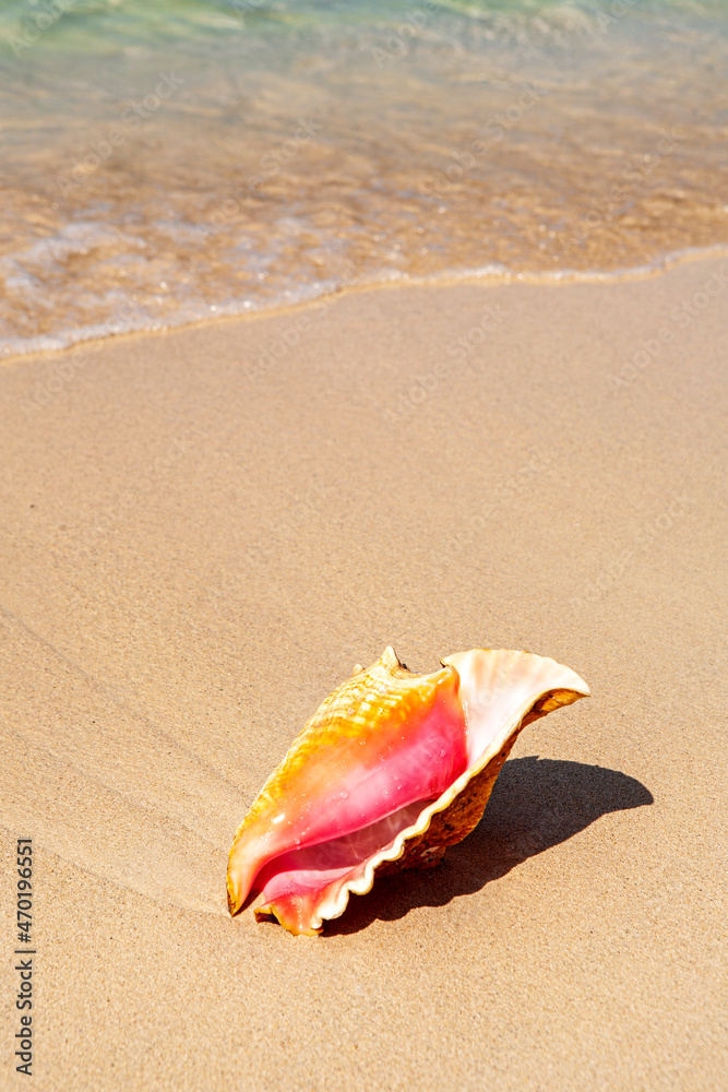 Shell on the Sandbeacch Shell on the Sandbeacch