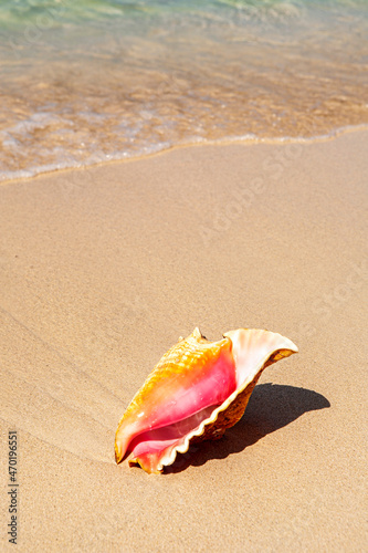 Shell on the Sandbeacch