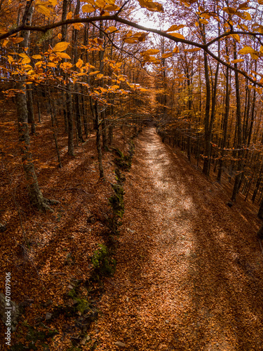 Autumn forest pathway leaves