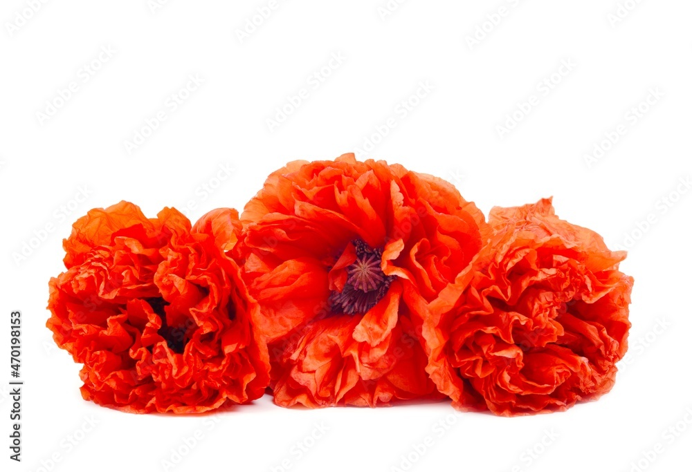Red poppie papaver, peony shaped, isolated on white . Red poppie papaver, peony shaped, isolated on white .