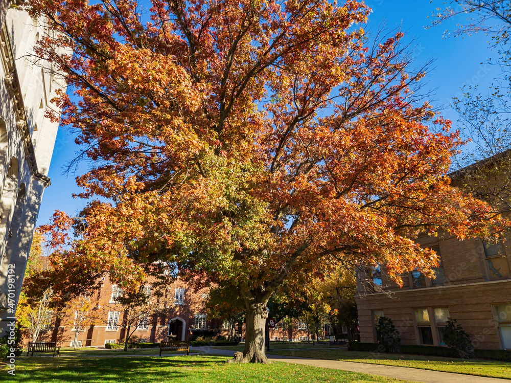 Naklejka premium Beautiful fall color view of the campus of Univeristy of Oklahoma