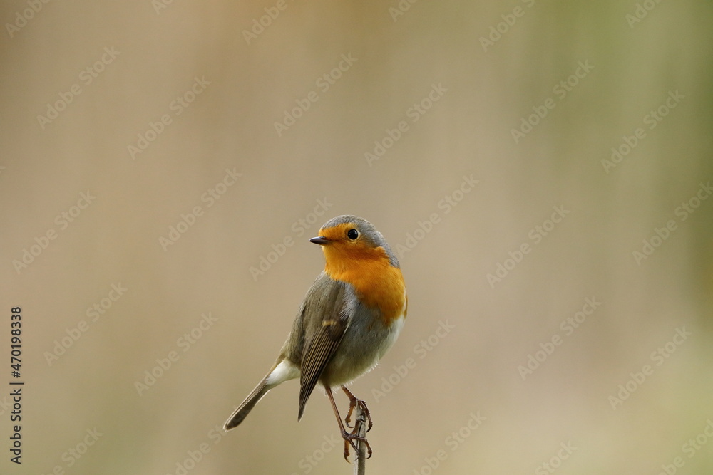 Fototapeta premium A beautiful, perching European Robin.