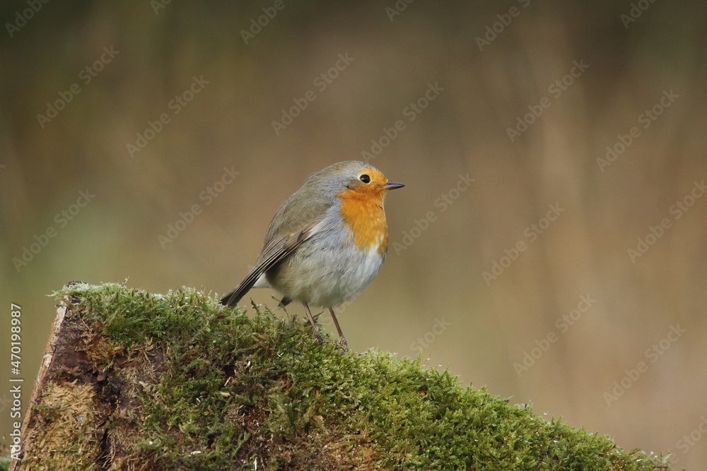 A beautiful, perching European Robin. A beautiful, perching European Robin.