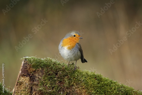 A beautiful, perching European Robin. © Andy Jenner 