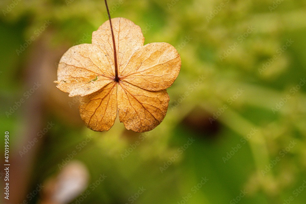 Obraz premium autumn leaves on a tree