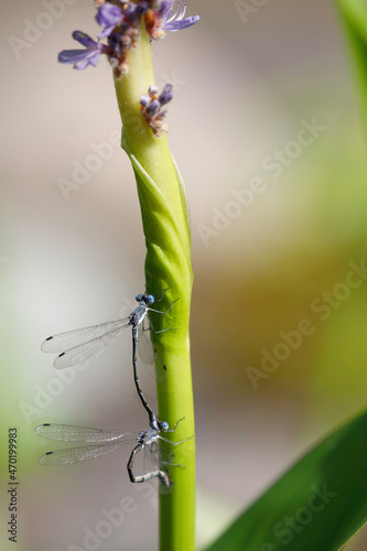 Sweetflag Spreadwing pair in tamden. Female ovipositing. photo