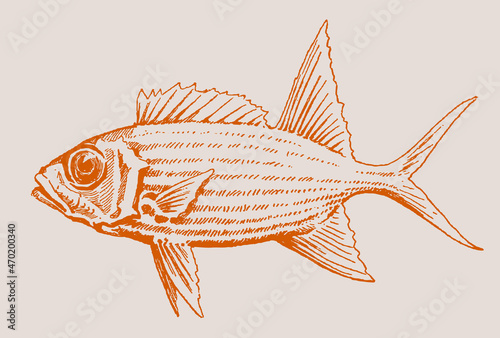 Longspine squirrelfish holocentrus rufus in profile view photo