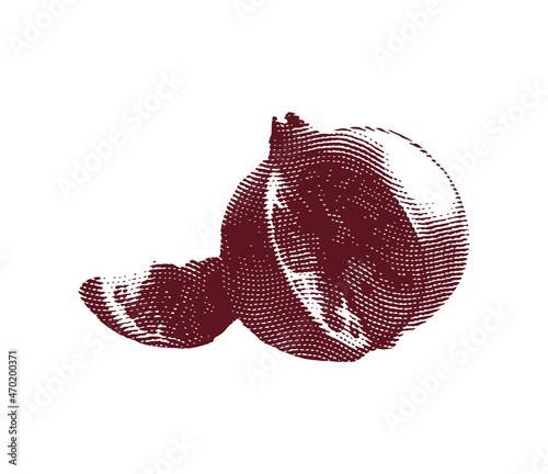 Engraved garnet fruit illustration concept