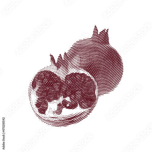 Engraved garnet fruit illustration concept