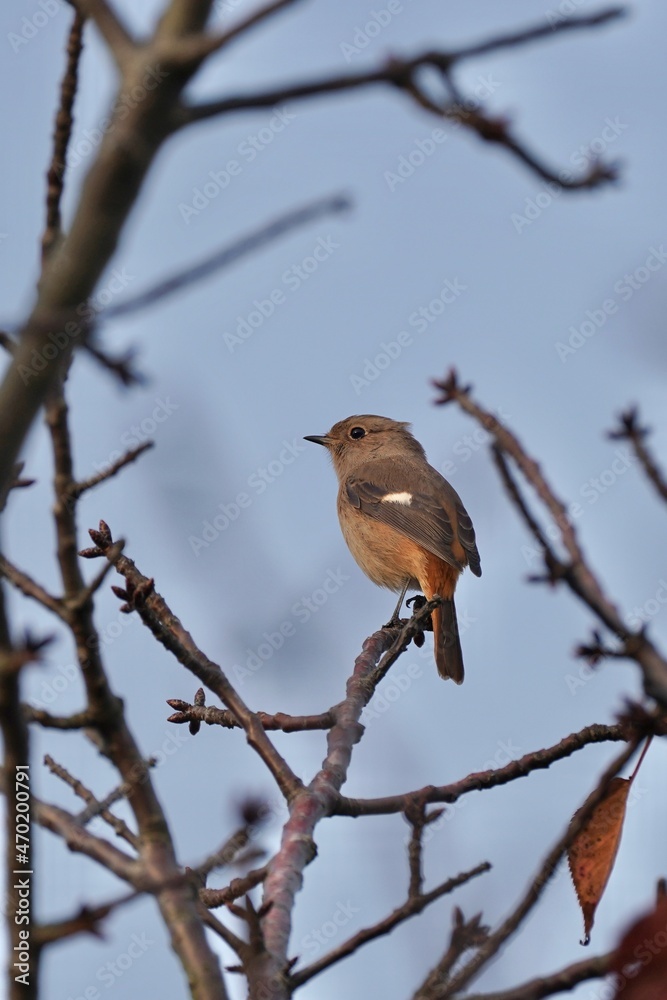 daurian redstart on the branch daurian redstart on the branch