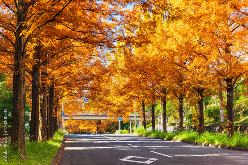 秋・紅葉イメージ　メタセコイア