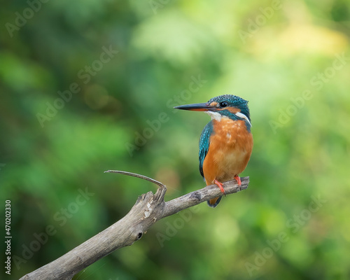 Common Kingfisher perching eye level on tree branch