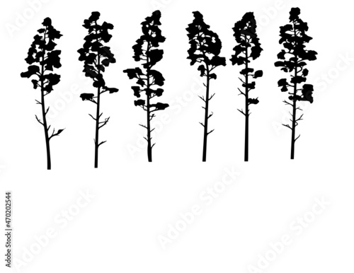 silhouettes of trees