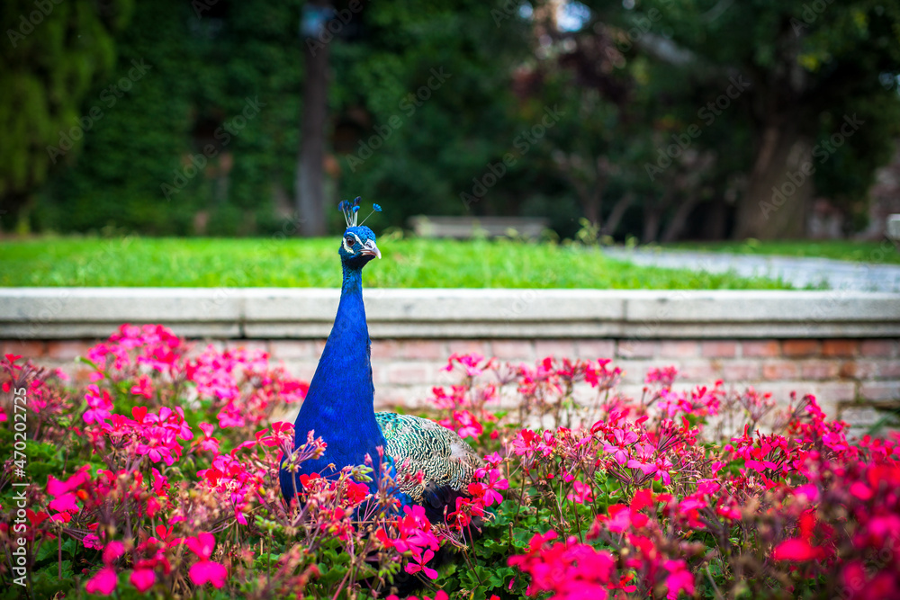 Obraz premium Peacock in a public park, (Retiro Park), Madrid. Picture taken – 26 September 2021.