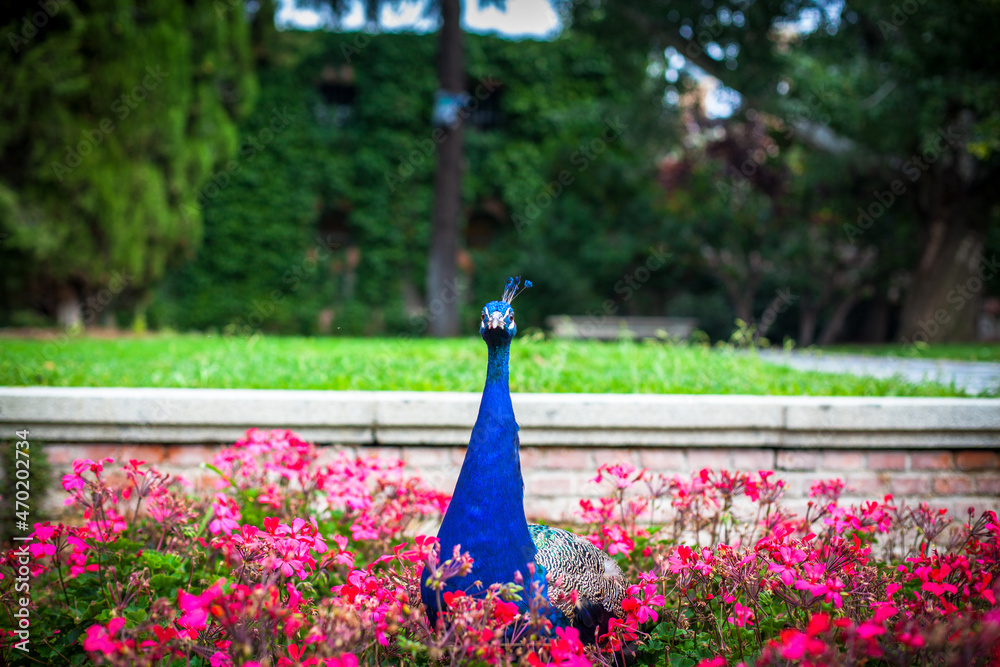 © Ekaterina - Peacock in a public park, (Retiro Park), Madrid. Picture taken – 26 September 2021.