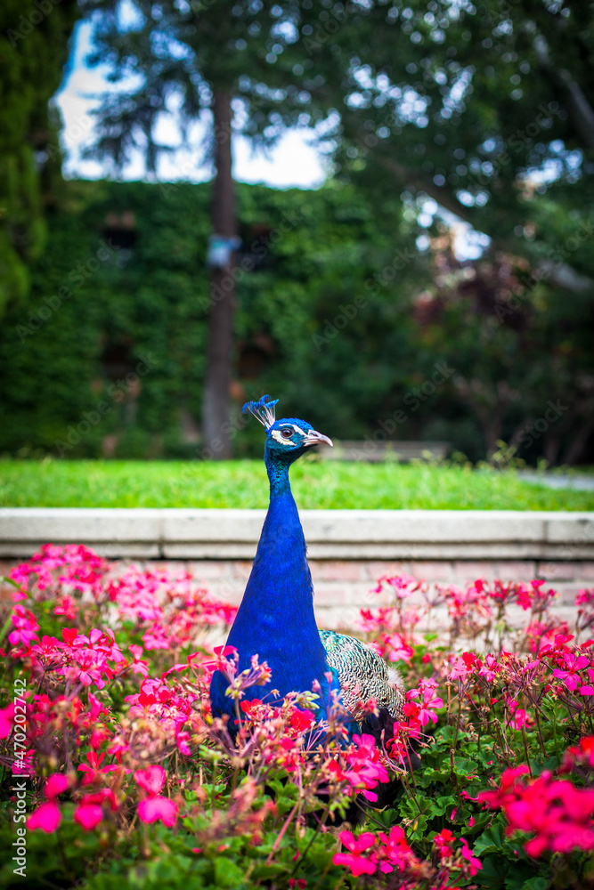 Obraz premium Peacock in a public park, (Retiro Park), Madrid. Picture taken – 26 September 2021.