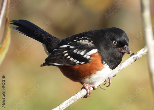 Spotted Towhee sitting on the branch photo
