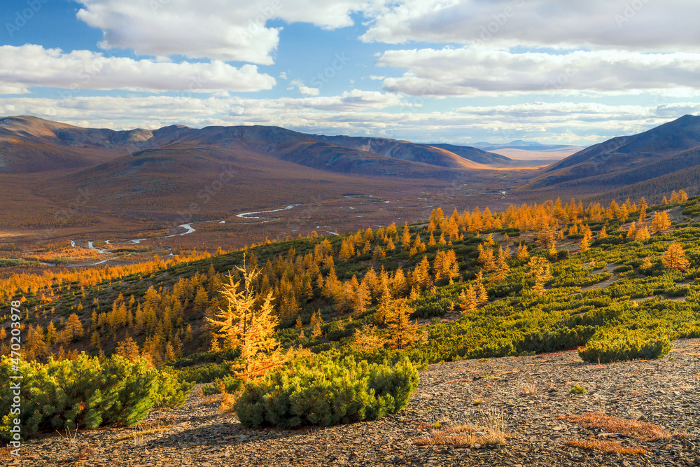 Beautiful autumn arctic landscape. View of the river valley among the mountains. Dwarf cedar and larch trees on the hillside. The nature of polar Siberia and Chukotka. Far North of Russia. Fall season